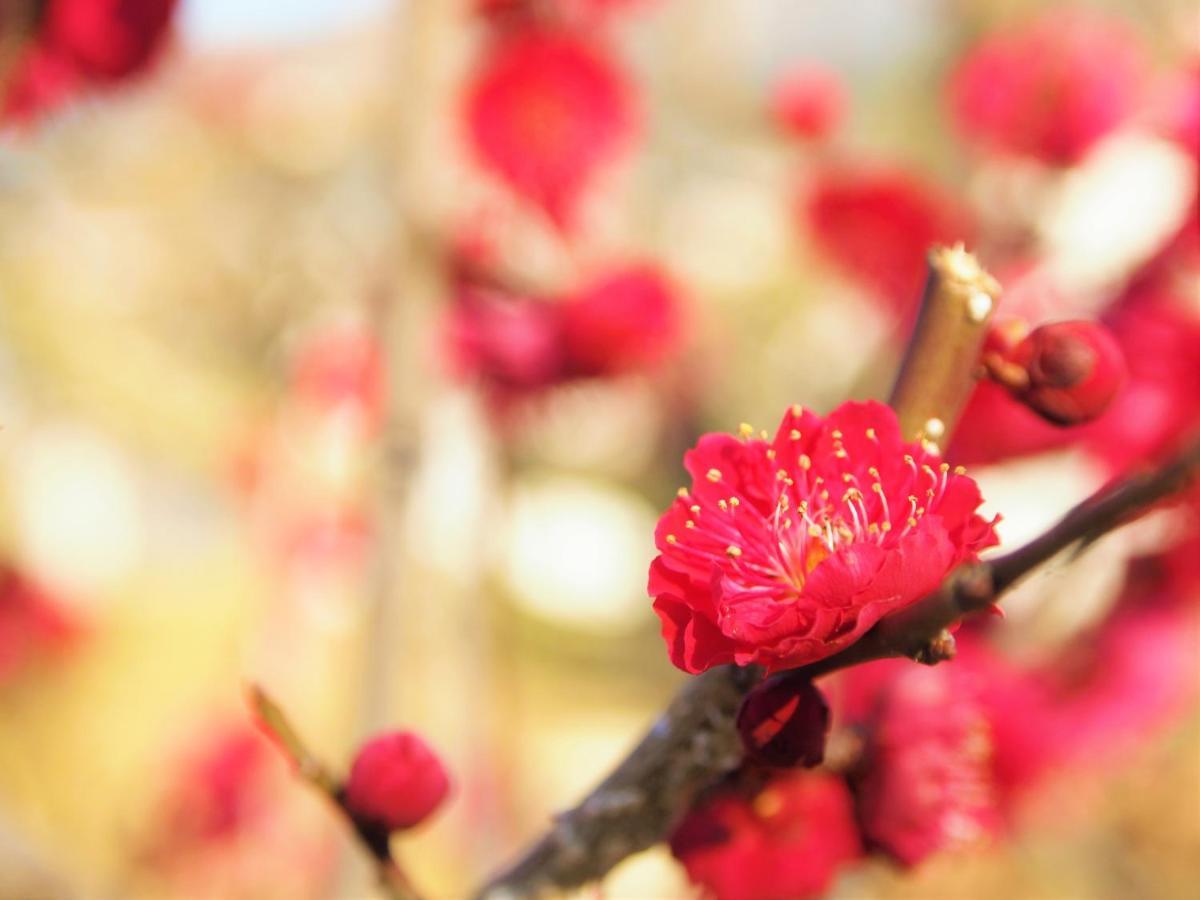 Stay Sakura Kyoto Gion Miyagawacho Zewnętrze zdjęcie