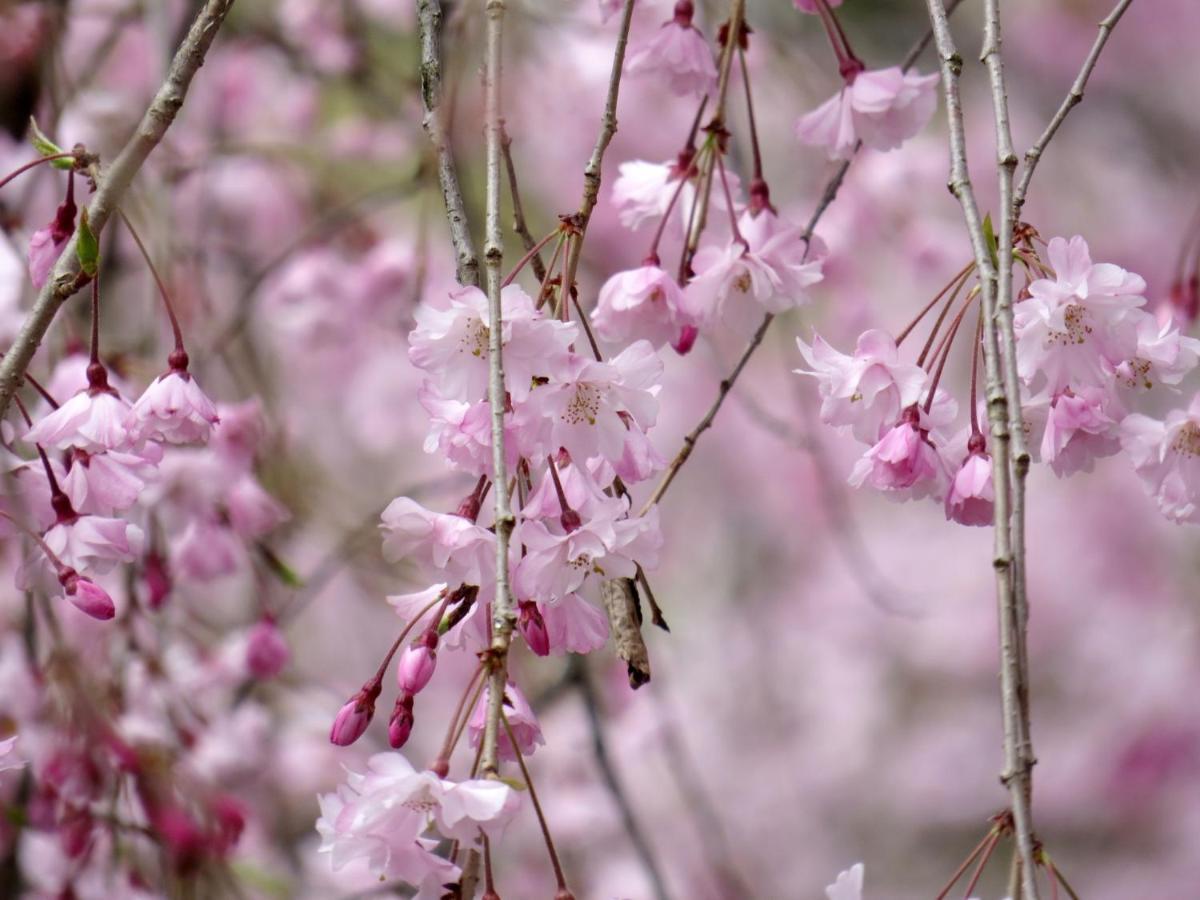 Stay Sakura Kyoto Gion Miyagawacho Zewnętrze zdjęcie